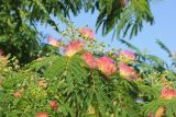 Albizia julibrissin. Верхушка побега с соцветием. Крым. г. Феодосия, 25 июня 2016 г.