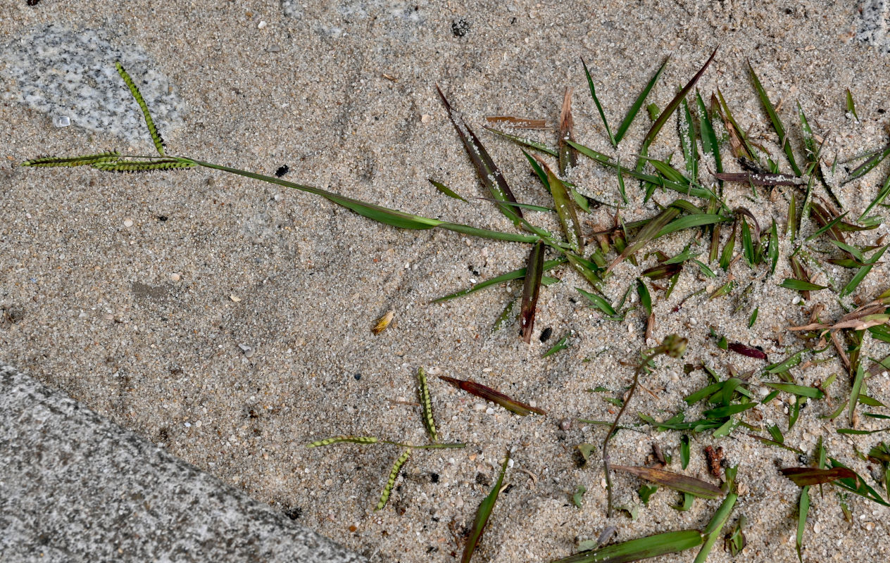 Image of Paspalum dilatatum specimen.
