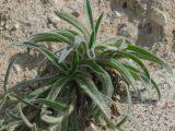 Macrotomia euchroma