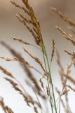 familia Poaceae. Верхушка побега с соплодием. Карачаево-Черкесия, Карачаевский р-н, дол. р. Мырды, ≈2200 м н.у.м., расщелина в скале. 12.08.2026.