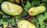Asimina triloba. Зрелые опавшие плоды, снизу и справа - поеденные слизнями (Deroceras caucasicum), слева - след от отломившейся плодоножки. Волгоград, Красноармейский р-н, частная усадьба. 23.09.2026.