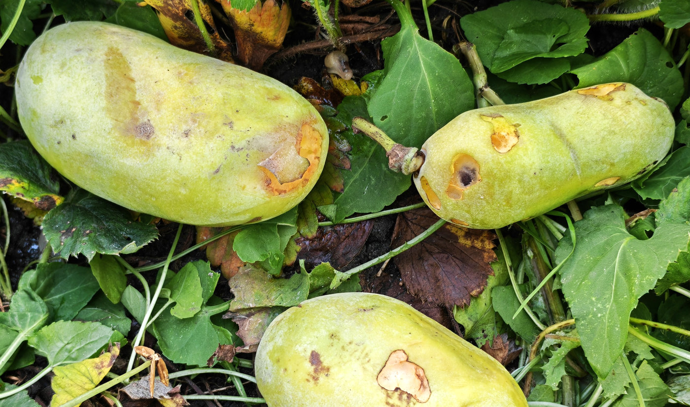Изображение особи Asimina triloba.