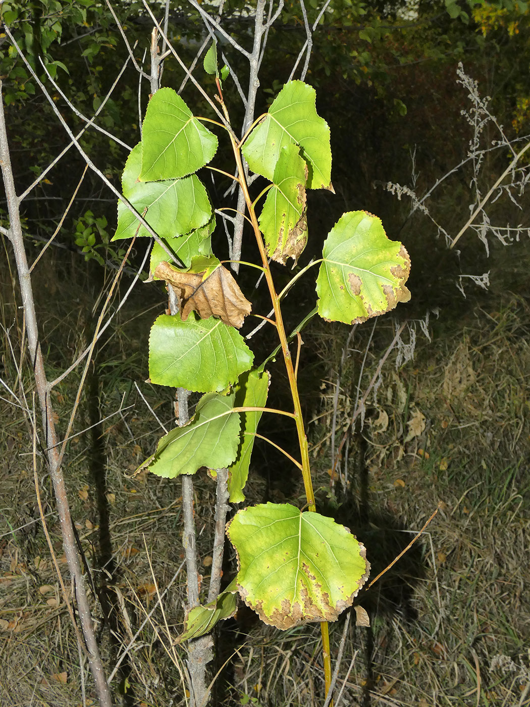 Изображение особи Populus nigra.