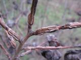Ulmus minor. Ветви. Пробковые наросты в основании побегов - характерная черта этого вида. Крым, Симферополь. 10 февраля 2009 г.