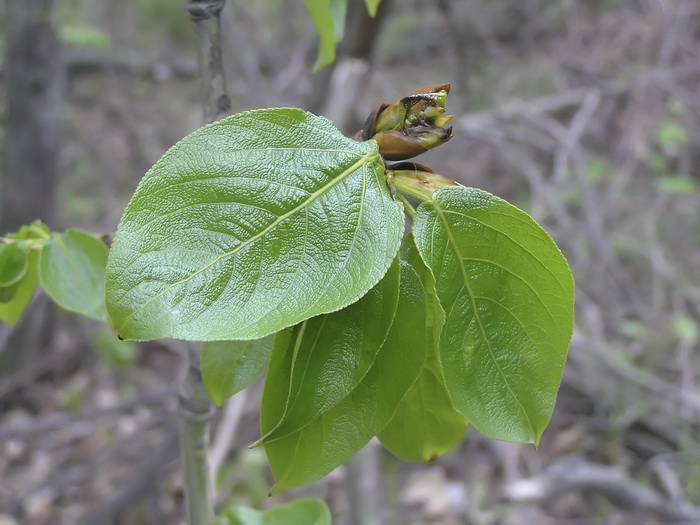 Image of Populus koreana specimen.