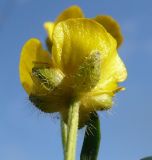 Ranunculus submarginatus