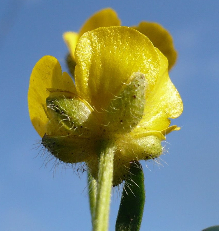 Image of Ranunculus submarginatus specimen.