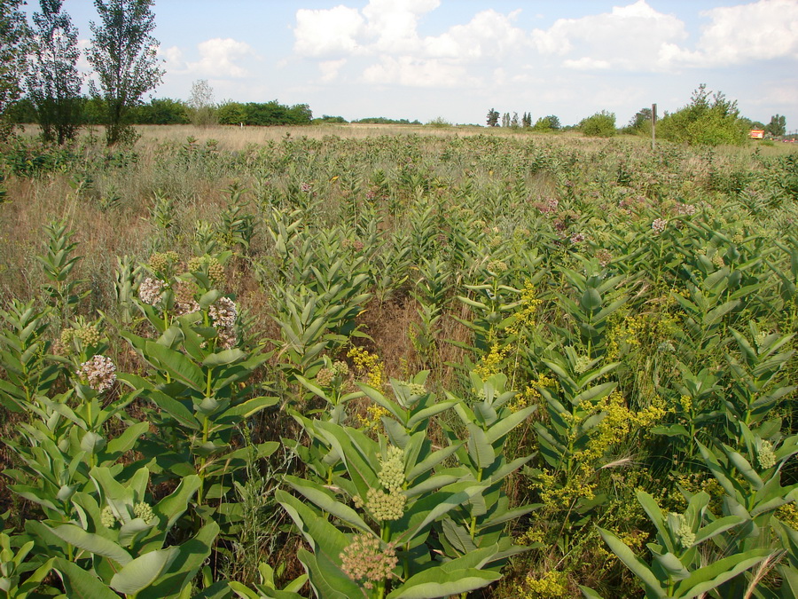 Изображение особи Asclepias syriaca.