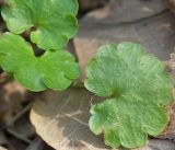 Chrysosplenium alternifolium. Листья. Видны редкие оттопыренные волоски и очень характерная форма края листа. Петергоф, начало мая.