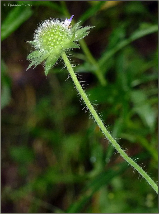 Image of Knautia arvensis specimen.