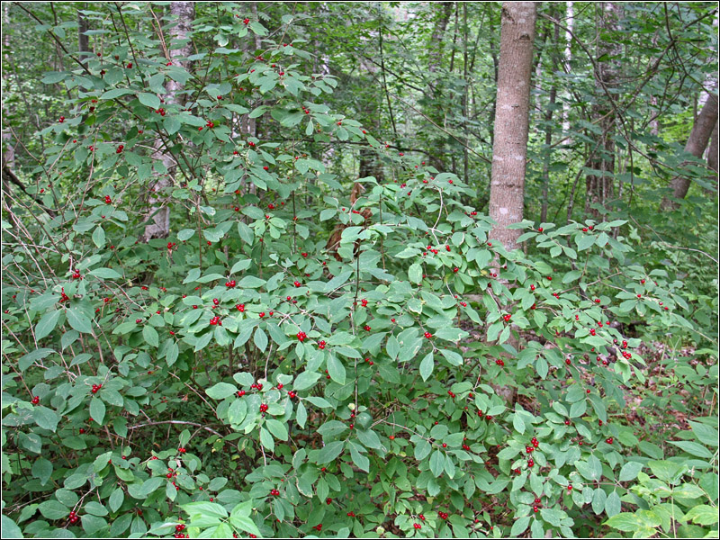 Image of Lonicera xylosteum specimen.