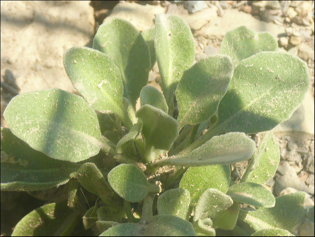 Image of Matthiola odoratissima specimen.