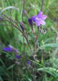 Campanula sibirica