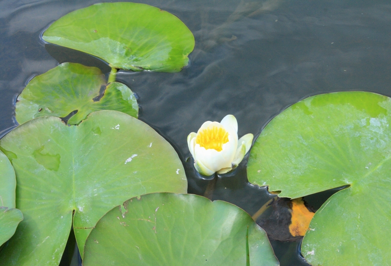 Изображение особи Nymphaea alba.