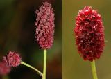 Sanguisorba officinalis