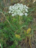 Schrenkia golickeana