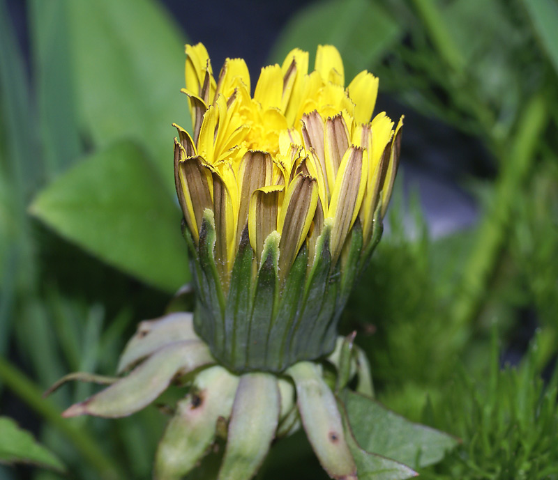 Изображение особи Taraxacum officinale.