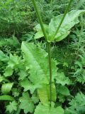 Crepis sibirica