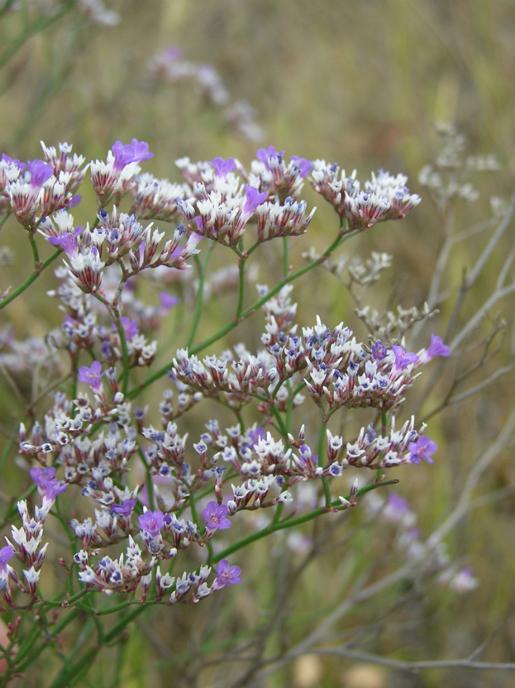 Изображение особи Limonium sareptanum.