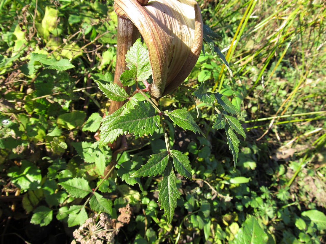 Image of familia Apiaceae specimen.