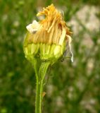 Image of taxon representative. Author is Базар Довлетов
