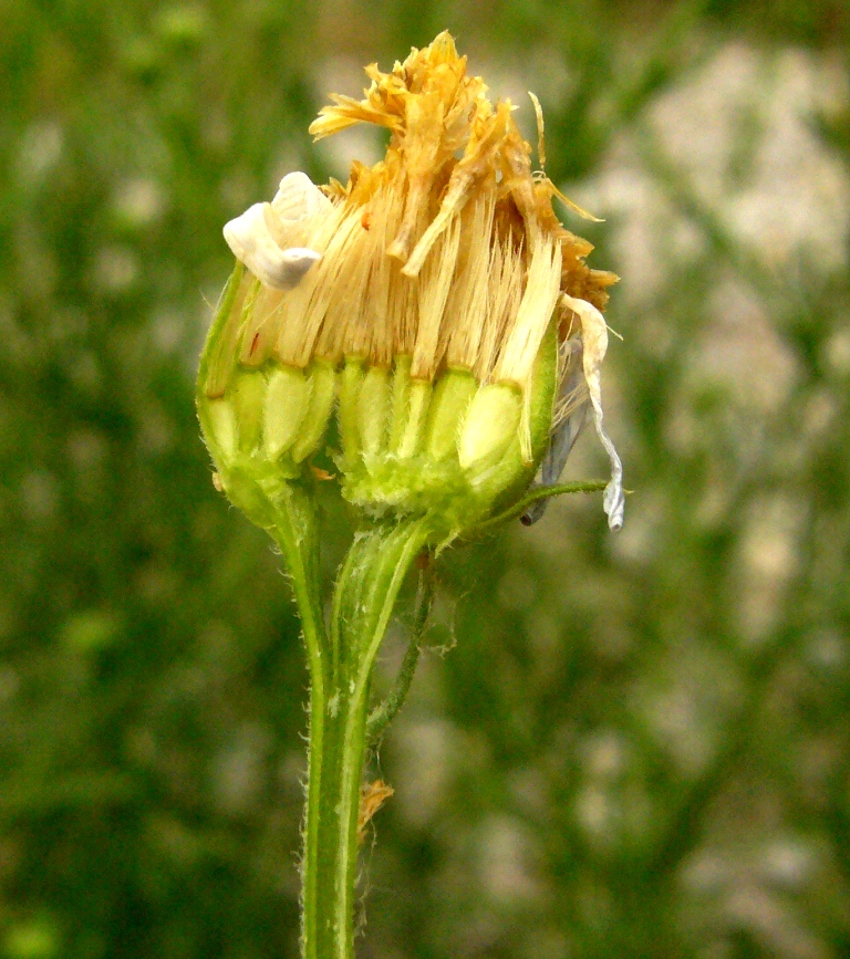 Image of Heteropappus canescens specimen.