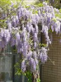 Wisteria sinensis