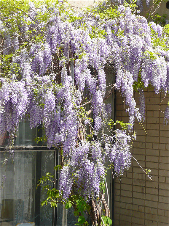 Изображение особи Wisteria sinensis.