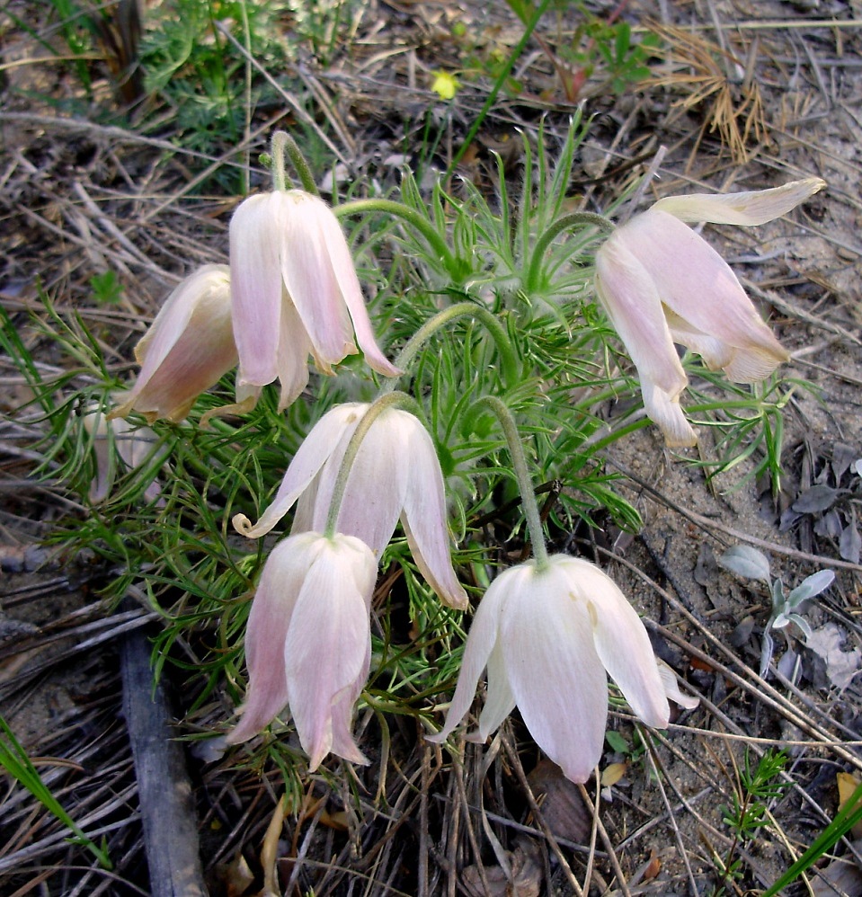 Изображение особи Pulsatilla multifida.