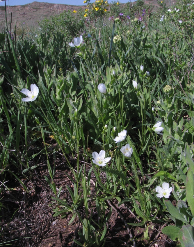 Изображение особи Cerastium bungeanum.
