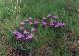 Iris pumila