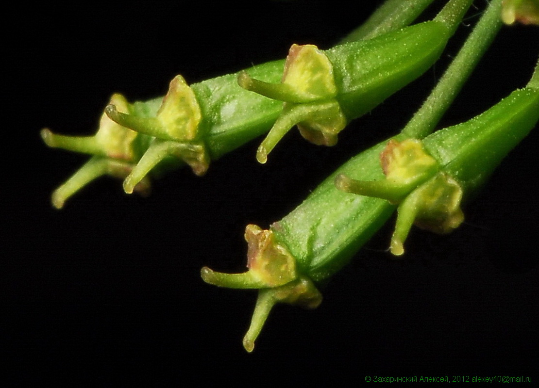 Image of Heracleum sibiricum specimen.