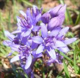 Scilla bifolia