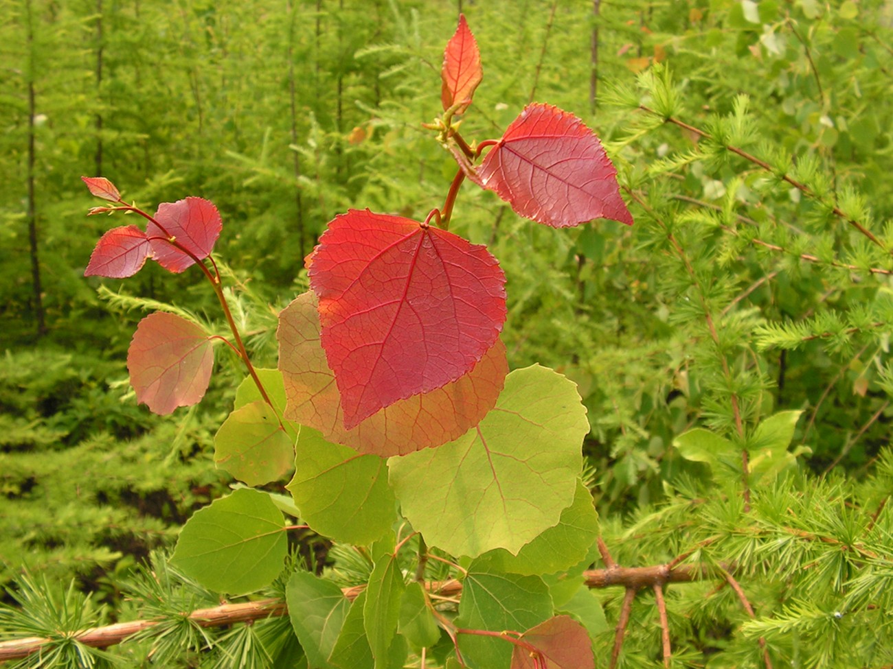 Изображение особи Populus davidiana.