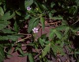 Geranium sibiricum. Часть побега с цветками и плодами. Курская обл., Железногорский р-н, пос. Михайловский. 23 июля 2007 г.