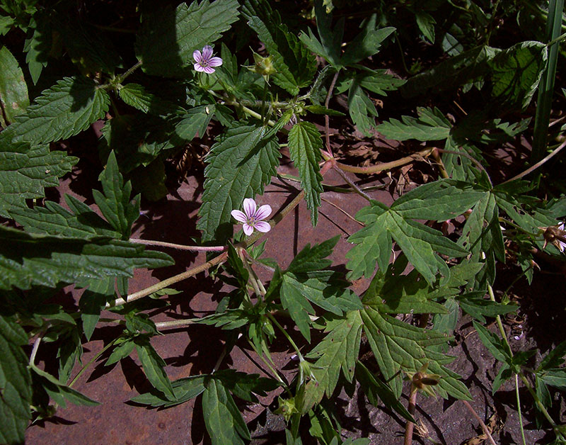 Изображение особи Geranium sibiricum.