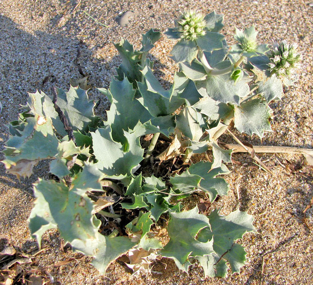 Изображение особи Eryngium maritimum.