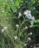 Dianthus stenocalyx