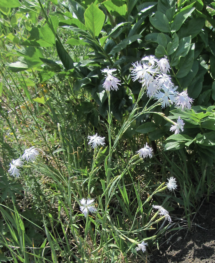 Image of Dianthus stenocalyx specimen.