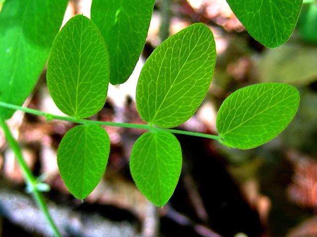 Изображение особи Lathyrus humilis.