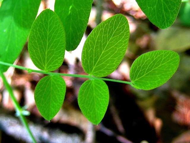 Image of Lathyrus humilis specimen.