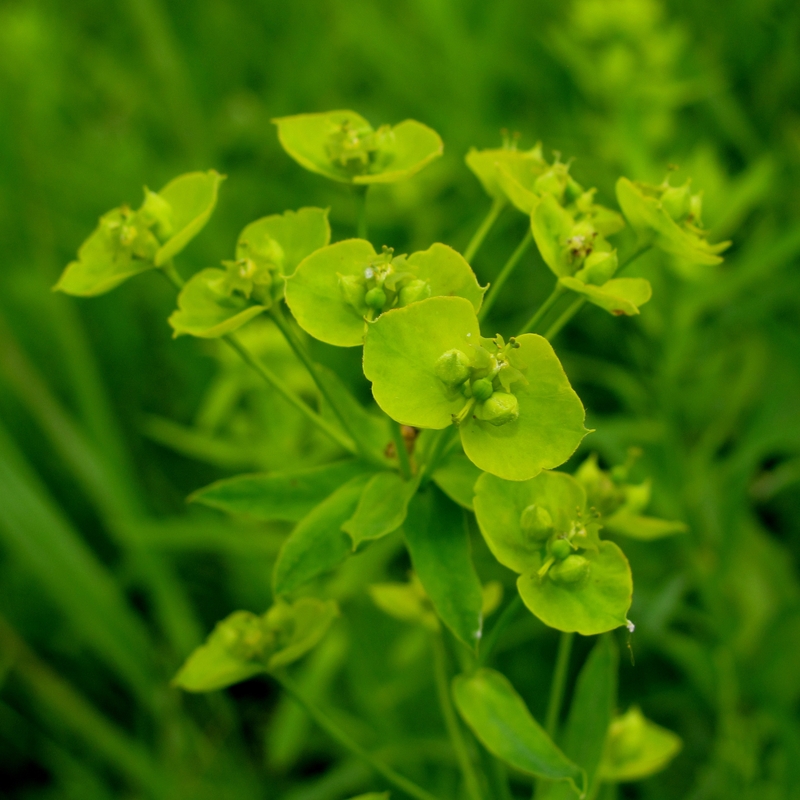 Изображение особи Euphorbia virgata.