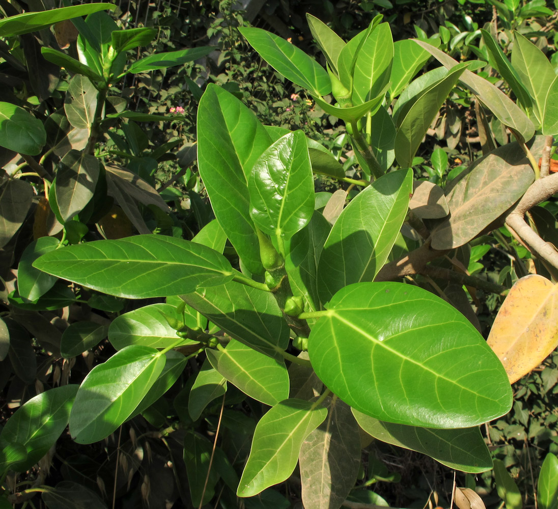 Изображение особи Ficus benghalensis.