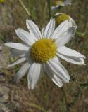 Tripleurospermum inodorum. Соцветие (вид сверху). Крым, Белогорский р-н, с. Земляничное. 23 июня 2012 г.