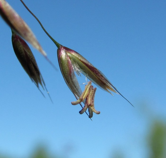 Image of Avenella flexuosa specimen.