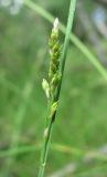 Carex canescens