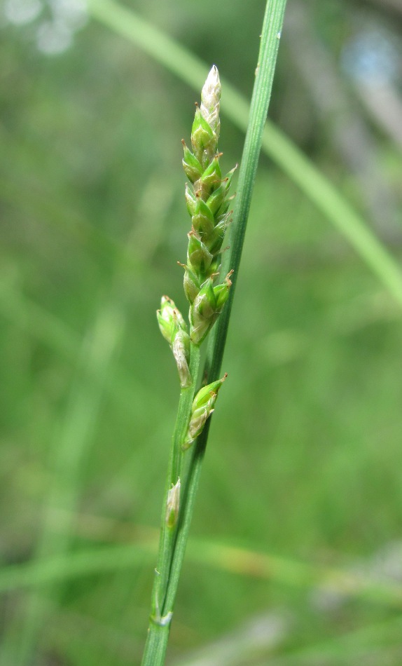 Изображение особи Carex canescens.