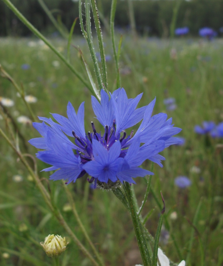 Изображение особи Centaurea cyanus.