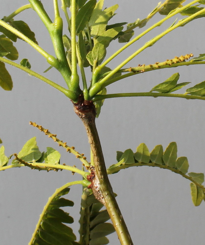 Image of Gleditsia triacanthos specimen.