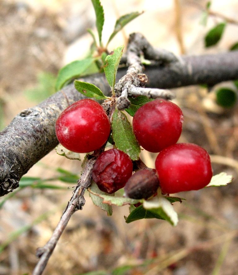 Image of Cerasus erythrocarpa specimen.